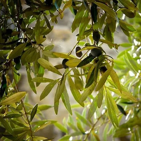 Anna Belle Elegant Agriresort 4* Сорренто