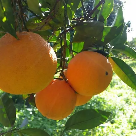 Anna Belle Elegant Agriresort Semesteranläggning (resort) Sorrento