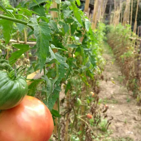 Anna Belle Elegant Agriresort 4* Sorrento