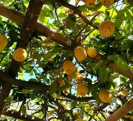 Semesteranläggning (resort) Anna Belle Elegant Agriresort 4*