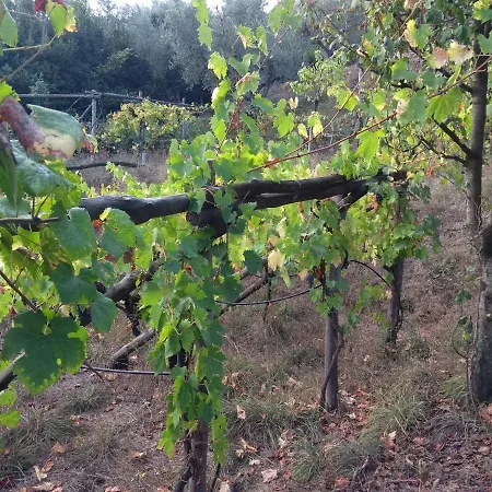 Anna Belle Elegant Agriresort Semesteranläggning (resort) Sorrento