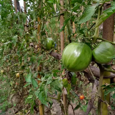 Semesteranläggning (resort) Anna Belle Elegant Agriresort